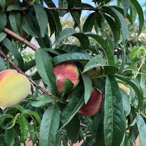 Meet your Posher, Fawaz